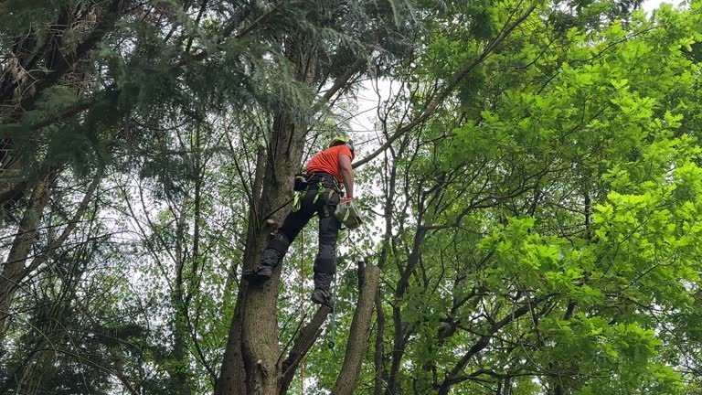 Best Tree Maintenance Programs  in Apple Mountain Lake, VA